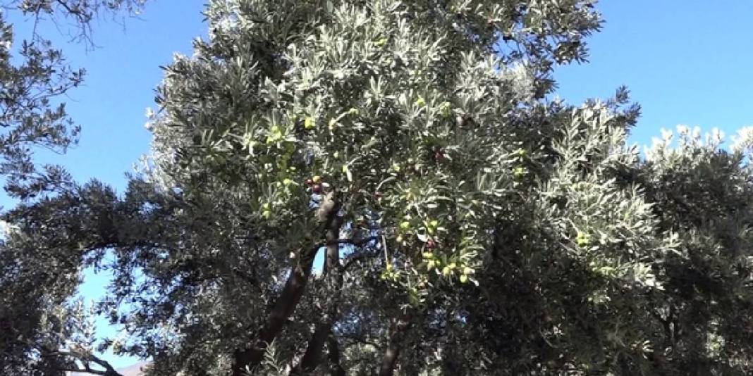 Çin’den ödüllü zeytinde hasat vakti geldi! Kilosu 400 TL’den satılıyor: 12 metre yükseklikten özenle toplanıyor 2